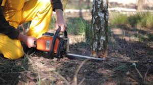 Tree and Shrub Care in Skyline Ganipa, NM